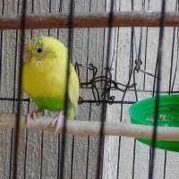 مرغ عشق ماده بالغ