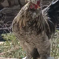 خروس سلطان جوان