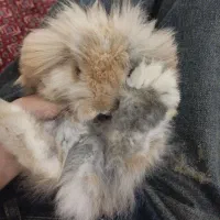 خرگوش لپ|موش و خرگوش|مرند, |دیوار