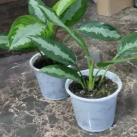 گل آگلونما هندوانه ای