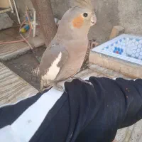 یک عدد عروس هلندی یک میلیون مقطوع
