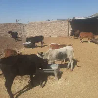 گوساله،  محلی،دورگ،بومی ریز قلم، قربانی