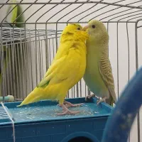 یک جفت مرغ عشق