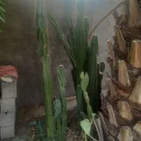 گل و گیاه
