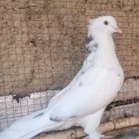 کبوتر یا کفتر هم زمینی هم هوایی