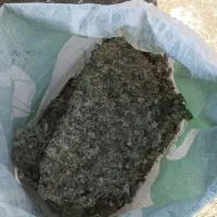 کود کبوتر