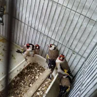 سهره ماده بروجردی و کرمانی|پرنده|قزوین, |دیوار