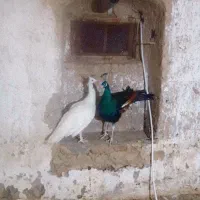 طاووس مولد