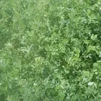 یونجه