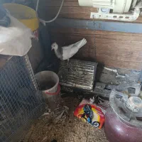 کبوتر سرودم سفید زده بیرون جوجه داشت گم شده