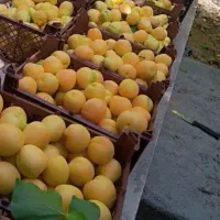 زرد الو پیش رس شهریار