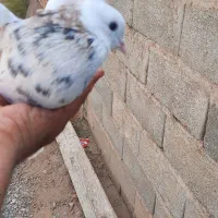 کفتر کبوتر طوقی