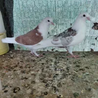 کبوتر|پرنده|اصفهان, قائمیه|دیوار
