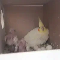 مولدبا جوجه