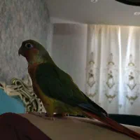 طوطی گرینچیک گمشده