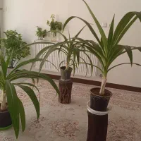 گل موزی یا همون اشک ملکه
