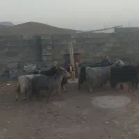 هشت راس بز جوان