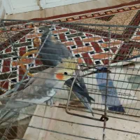 عروس هلندی