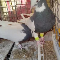 طوق سیاه|پرنده|شیراز, شهرک بهار|دیوار