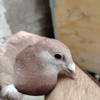 کفتر مسافتی|پرنده|زاهدان, |دیوار