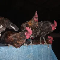 زرگان ،ملاثانی روستای صلیعه