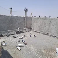 کبوتر پرشی