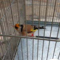 سهره نر