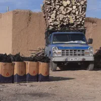خرید چوب و بریدن درخت