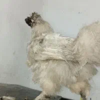 مرغ و خروس ابریشمی زینتی