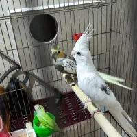 عروس هلندی رو تخم
