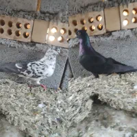 کف.تر