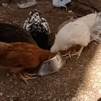 فروش مرغ و خروس محلی