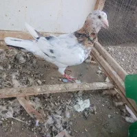 جوجه سار