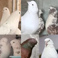 کبوتر شمرونی دولابی شمرون اصیل اخمو دولاب نیاورانی
