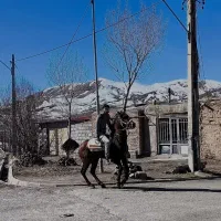 اسب نر
