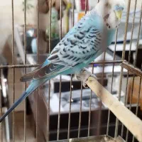 مرغ عشق نر هلندی //طوطی برزیلی