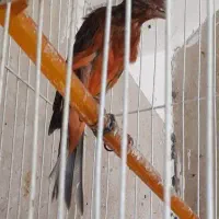 ۴عدد  سرخ سرخ نژادایتالیای جیور