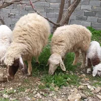 گوسفند|حیوانات مزرعه|مود, |دیوار