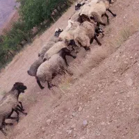 میش. ترکی