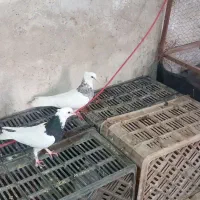 یک جفت کفتر طوقی هفترنگ