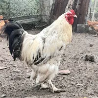 فروش خروس امپراتور