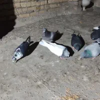 کفتر بوب پرشی