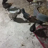 مرغ وخروس عربی