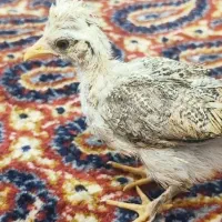 فروش جوجه مرغ نژاد سلطان