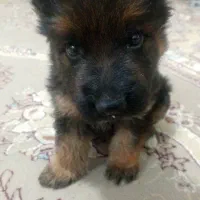 سگ ژرمن