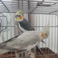 عروس هلندی مولد جوان جفت