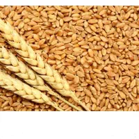گندم طلایی