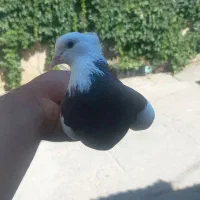 کبوتر‌ ‌