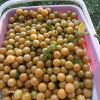 الیوی الو شیرین اب دار