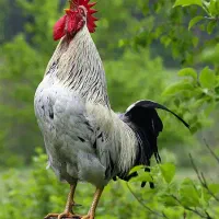 تعدادی مرغ و بوغلمون به فروش می‌رسد